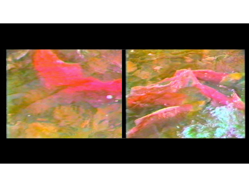 1580_1382_Spawning Salmon 2-channel-1.jpg